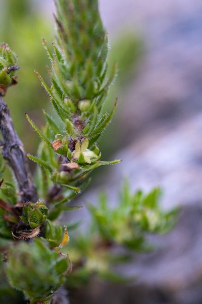 Anthospermum bergianum, photographed by magriet b