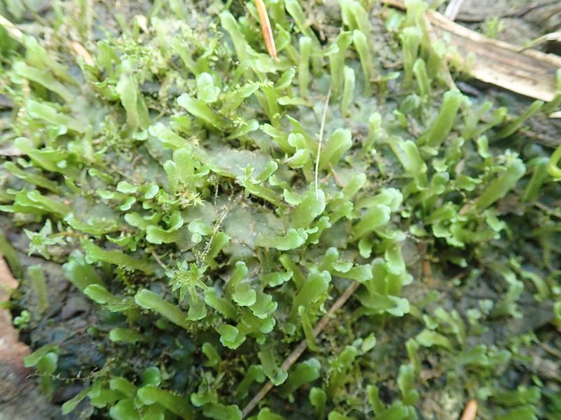 Apopellia alpicola, photographed by Randal