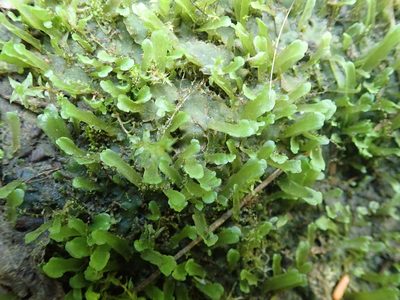 Apopellia alpicola, photographed by Randal