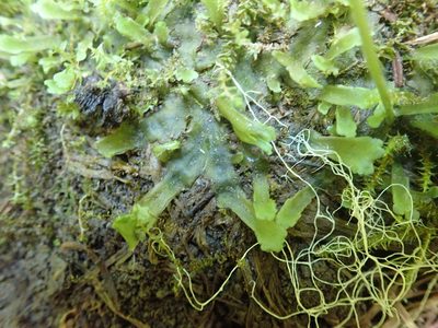 Apopellia alpicola, photographed by Randal