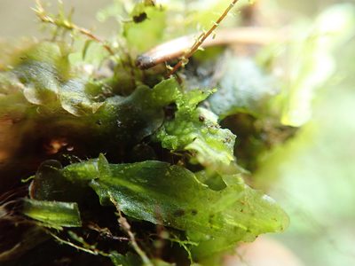 Apopellia alpicola, photographed by Randal