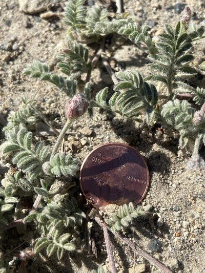 Astragalus monoensis, photographed by Brandon Wheeler