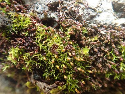 Amphidium lapponicum, photographed by Randal