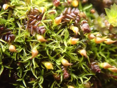 Amphidium lapponicum, photographed by Randal