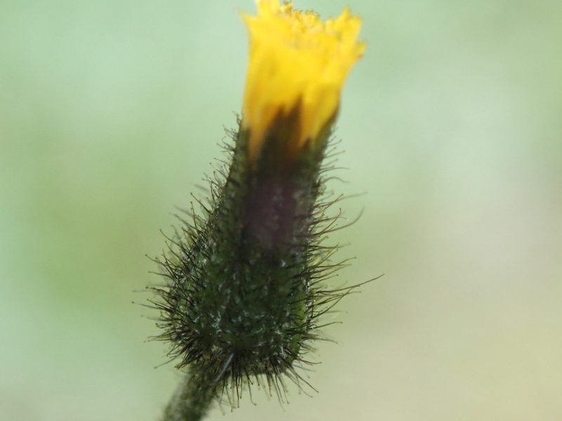 Hieracium triste, photographed by Randal