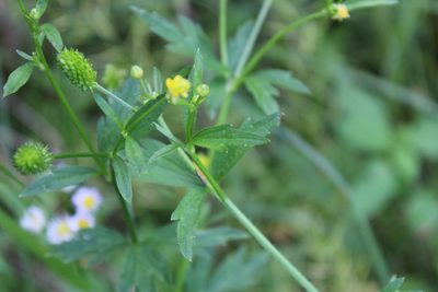 Ranunculus pensylvanicus, photographed by Jacob Friend
