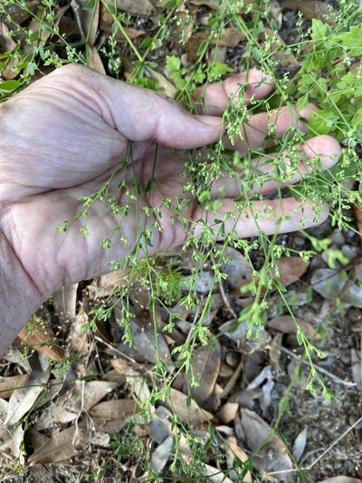Paronychia baldwinii, photographed by Alan Weakley