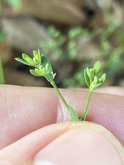 Paronychia baldwinii, photographed by Alan Weakley