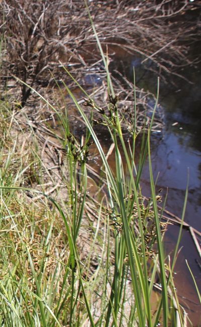 Bolboschoenus glaucus, photographed by Millie Basden