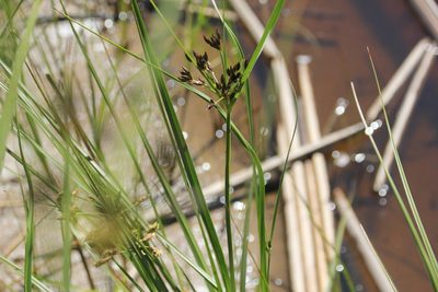 Bolboschoenus glaucus