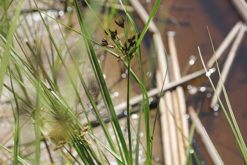 Bolboschoenus glaucus, photographed by Millie Basden