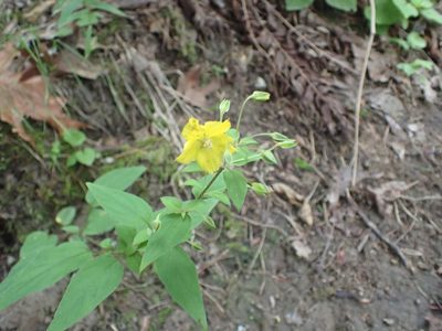 Lysimachia tonsa, photographed by John Abrams