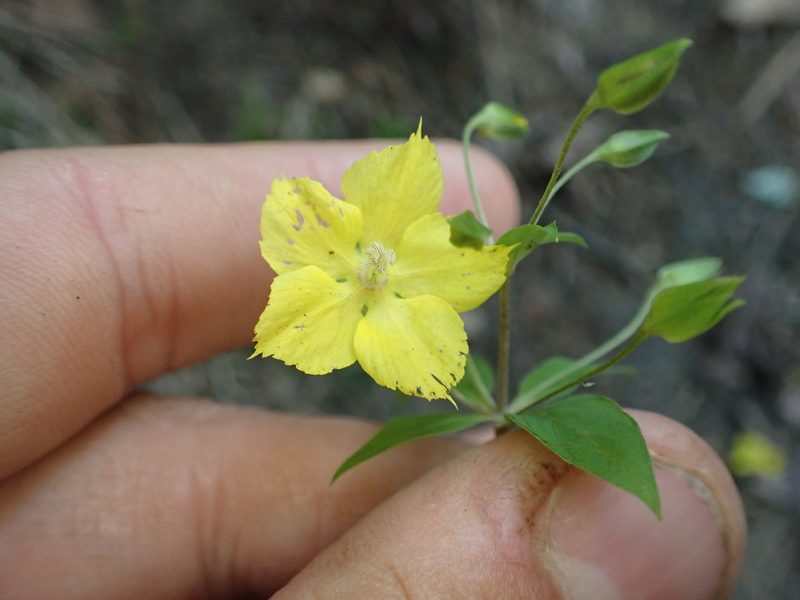 Lysimachia tonsa, photographed by John Abrams