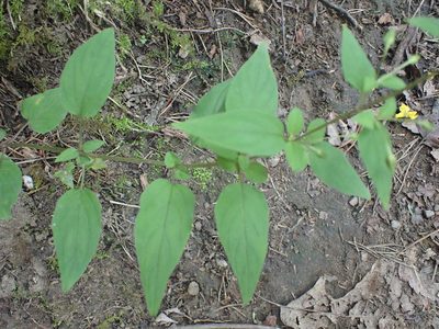 Lysimachia tonsa, photographed by John Abrams
