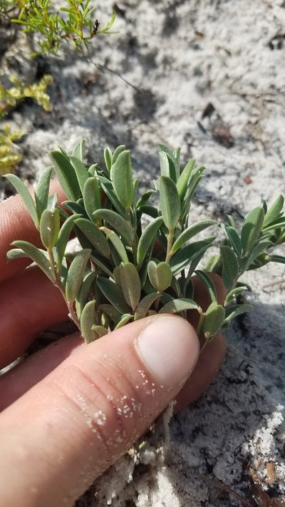 Crotalaria avonensis, photographed by Scott Ward