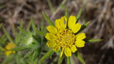 Centromadia fitchii, photographed by Alex