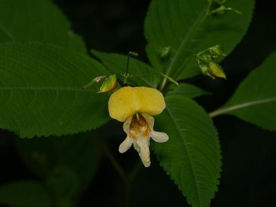 Impatiens edgeworthii, photographed by Alexis Tinker-Tsavalas