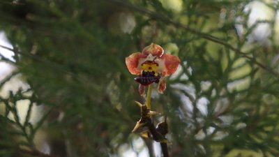 Trichocentrum lindenii, photographed by Victor De la Cruz