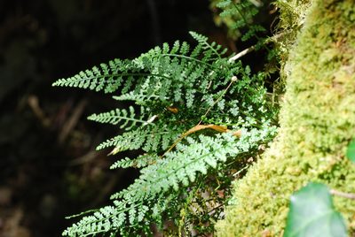 Asplenium fontanum, photographed by Quentin Groom