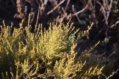 Thesium spinosum, photographed by Tony Rebelo