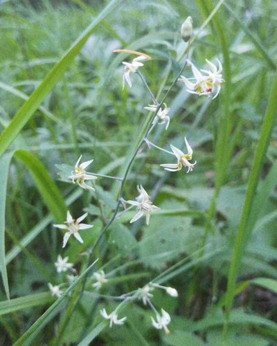 Anticlea sibirica, photographed by Юлия