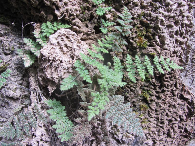 Myriopteris cooperae, photographed by Barbara Banfield