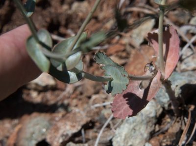 Streptanthus brachiatus, photographed by Don Loarie