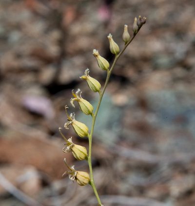 Streptanthus brachiatus, photographed by Don Loarie