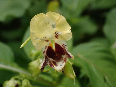 Impatiens edgeworthii, photographed by Alexis Tinker-Tsavalas