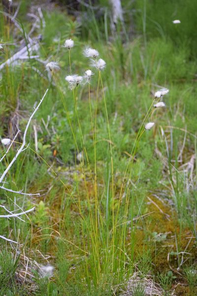 Eriophorum brachyantherum, photographed by Syd Cannings