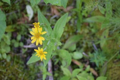 Arnica chamissonis, photographed by Syd Cannings