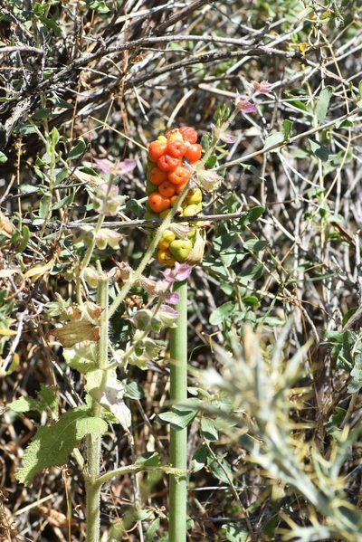 Arum korolkowii, photographed by Kudaibergen Amirekul