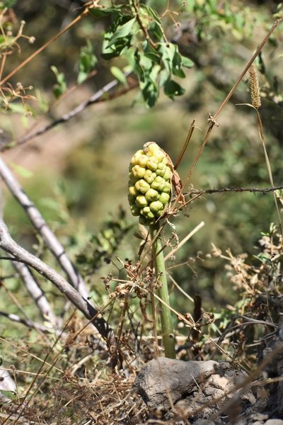 Arum korolkowii, photographed by Kudaibergen Amirekul