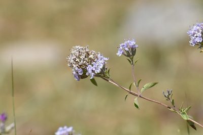 Ziziphora clinopodioides, photographed by Kudaibergen Amirekul