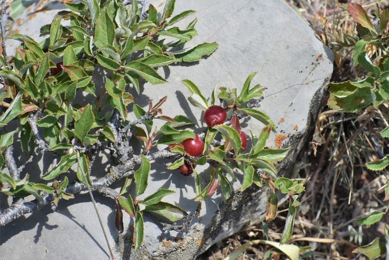 Prunus erythrocarpa, photographed by Kudaibergen Amirekul