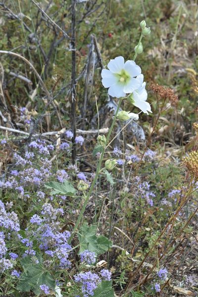 Alcea nudiflora, photographed by Kudaibergen Amirekul