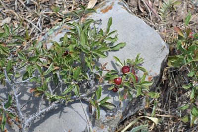 Prunus erythrocarpa, photographed by Kudaibergen Amirekul