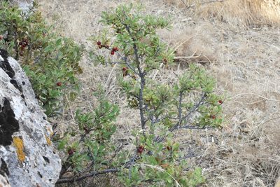 Prunus erythrocarpa, photographed by Kudaibergen Amirekul