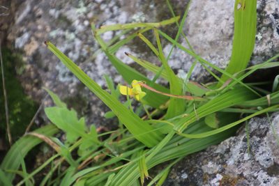 Empodium veratrifolium, photographed by Tony Rebelo