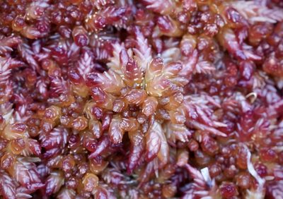 Sphagnum medium, photographed by Andrew Melton