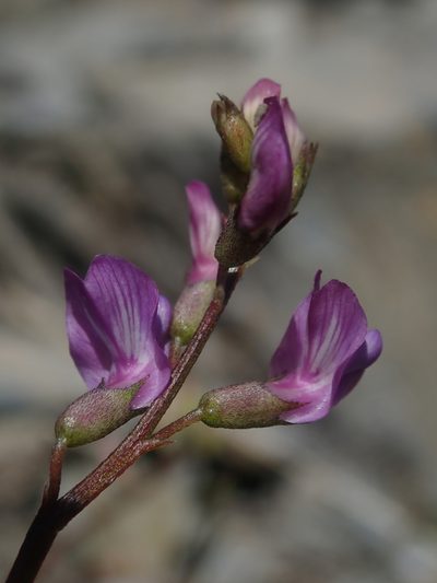 Astragalus bourgovii, photographed by Nolan Exe