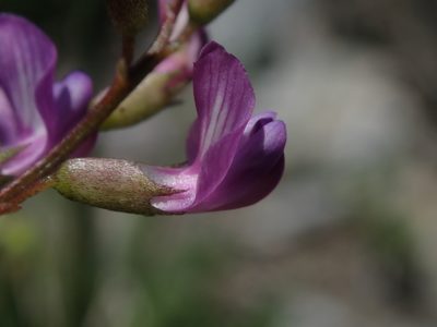 Astragalus bourgovii, photographed by Nolan Exe
