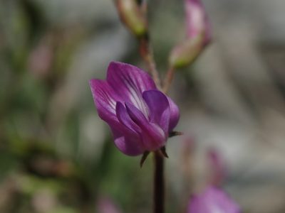 Astragalus bourgovii, photographed by Nolan Exe