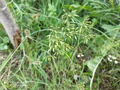 Chaerophyllum bulbosum, photographed by Radosław Puchałka