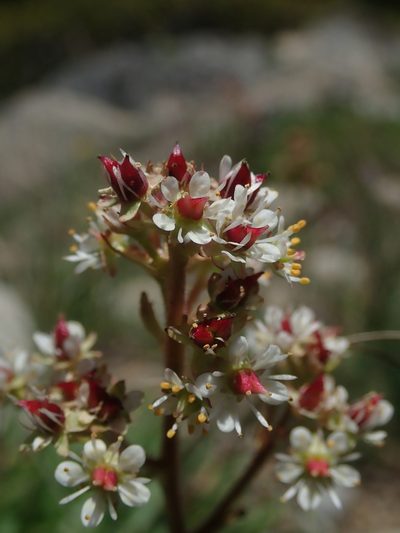 Micranthes idahoensis, photographed by Nolan Exe