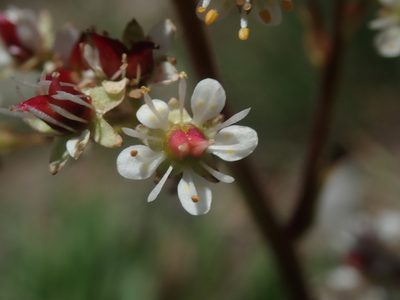Micranthes idahoensis, photographed by Nolan Exe
