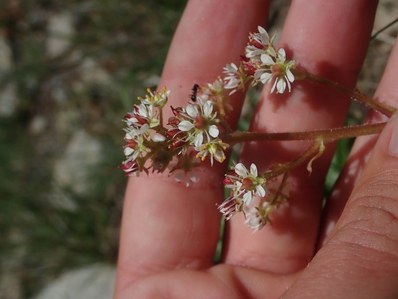 Micranthes idahoensis, photographed by Nolan Exe