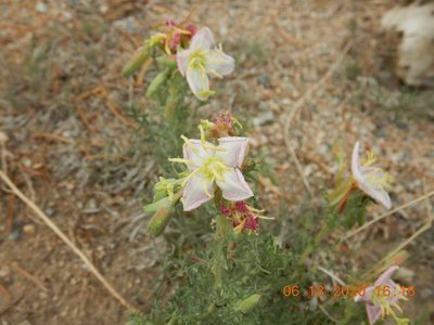 Oenothera coronopifolia, photographed by Parker Hopkins
