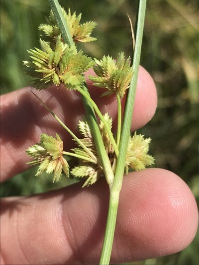 Cyperus acuminatus, photographed by Ryan Donnelly