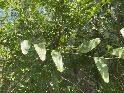 Nephroia diversifolia, photographed by Reid Hardin